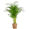 Areca Palm (Dypsis) met Sofia mand naturel - 100cm-Potten-Planten Magie