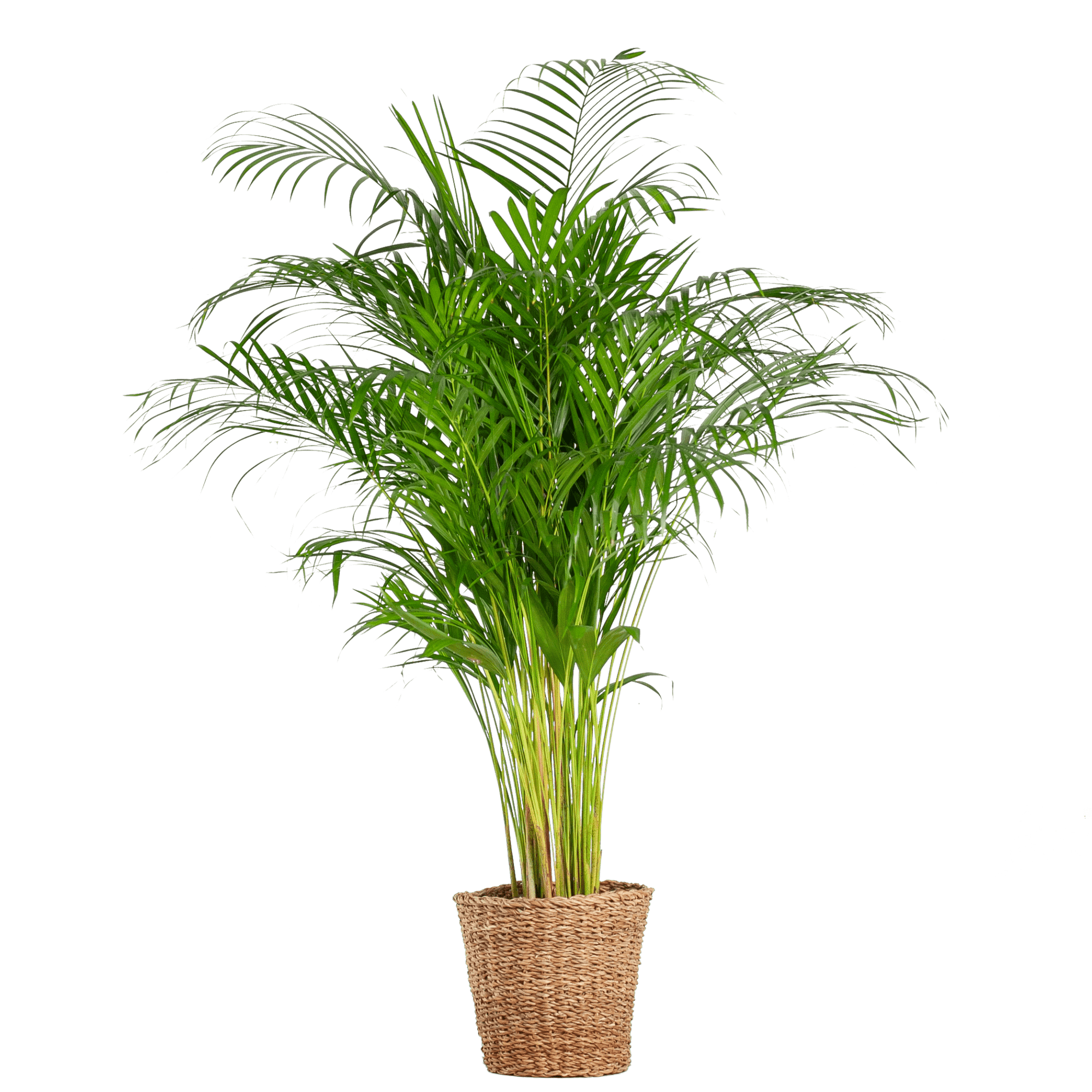 Areca Palm (Dypsis) met Sofia mand naturel - 100cm - Plant - plantenmagie