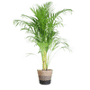 Areca Palm (Dypsis) met Sofia mand naturel - 100cm-Potten-Planten Magie