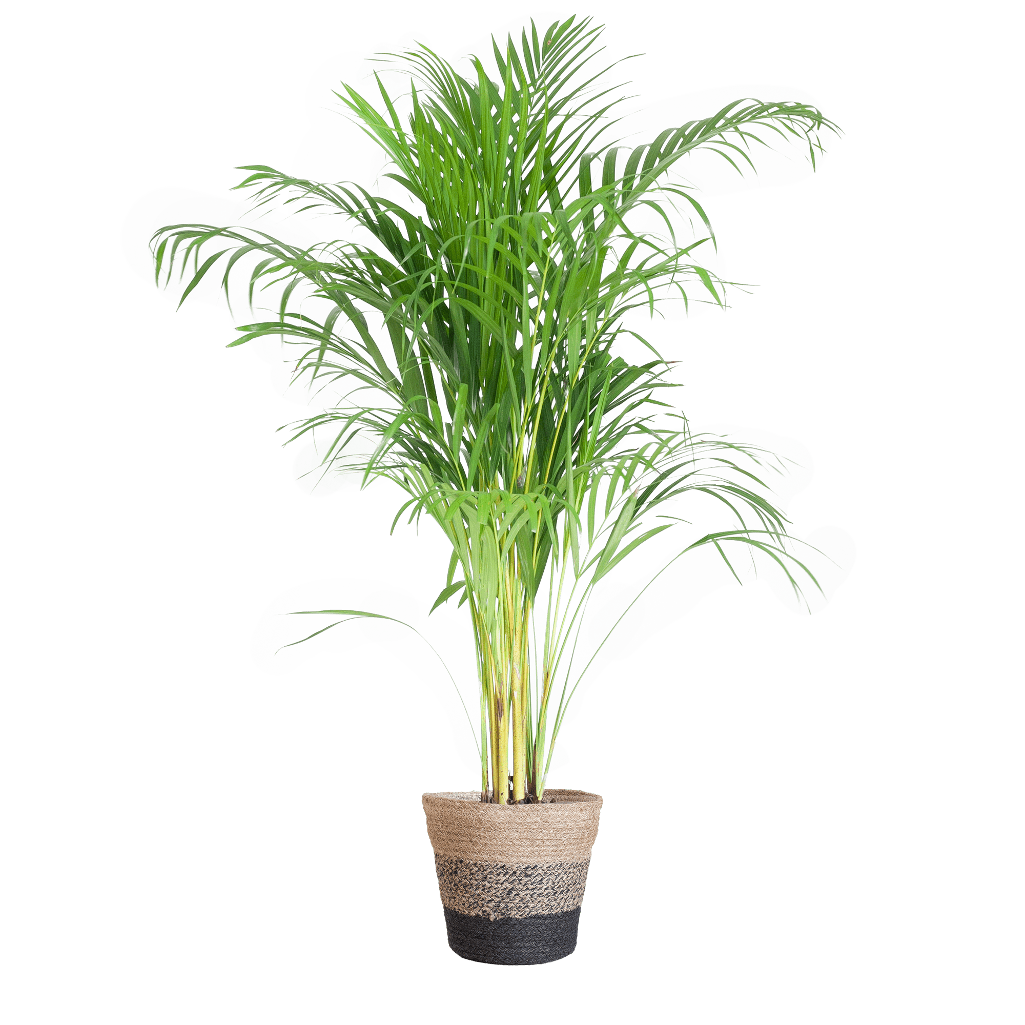 Areca Palm (Dypsis) met Sofia mand naturel - 100cm-Potten-Planten Magie