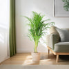 Areca Palm (Dypsis) met Sofia mand naturel - 100cm-Potten-Planten Magie