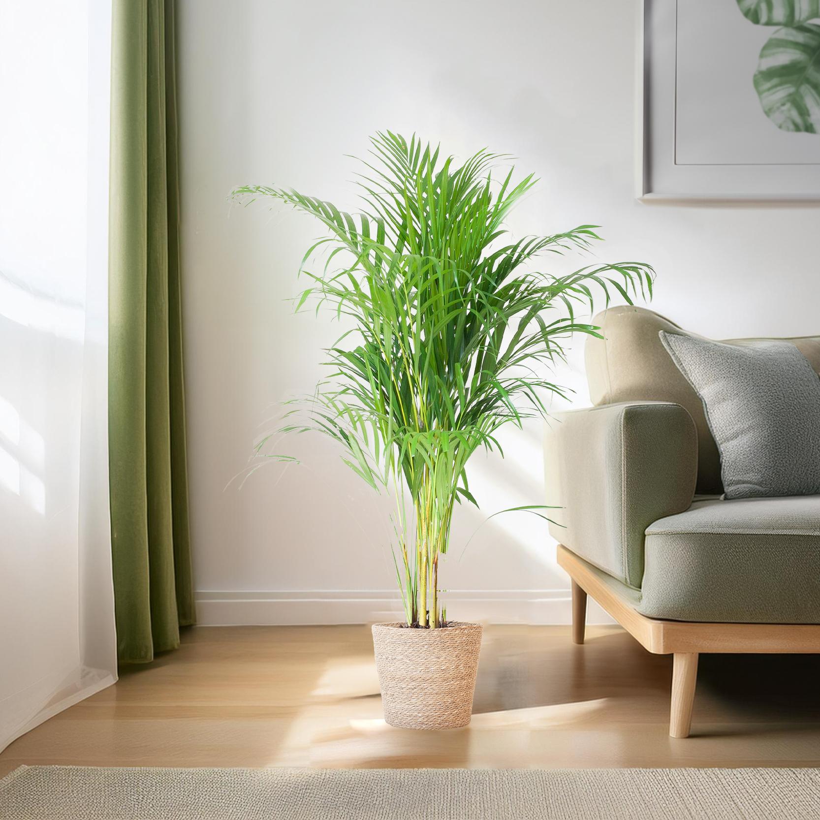 areca palm 100cm Areca Palm (Dypsis) – Air-Purifying Houseplant
