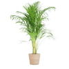 Areca Palm (Dypsis) met Sofia mand naturel - 100cm-Potten-Planten Magie