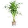 Areca Palm (Dypsis) met Sofia mand naturel - 100cm-Potten-Planten Magie