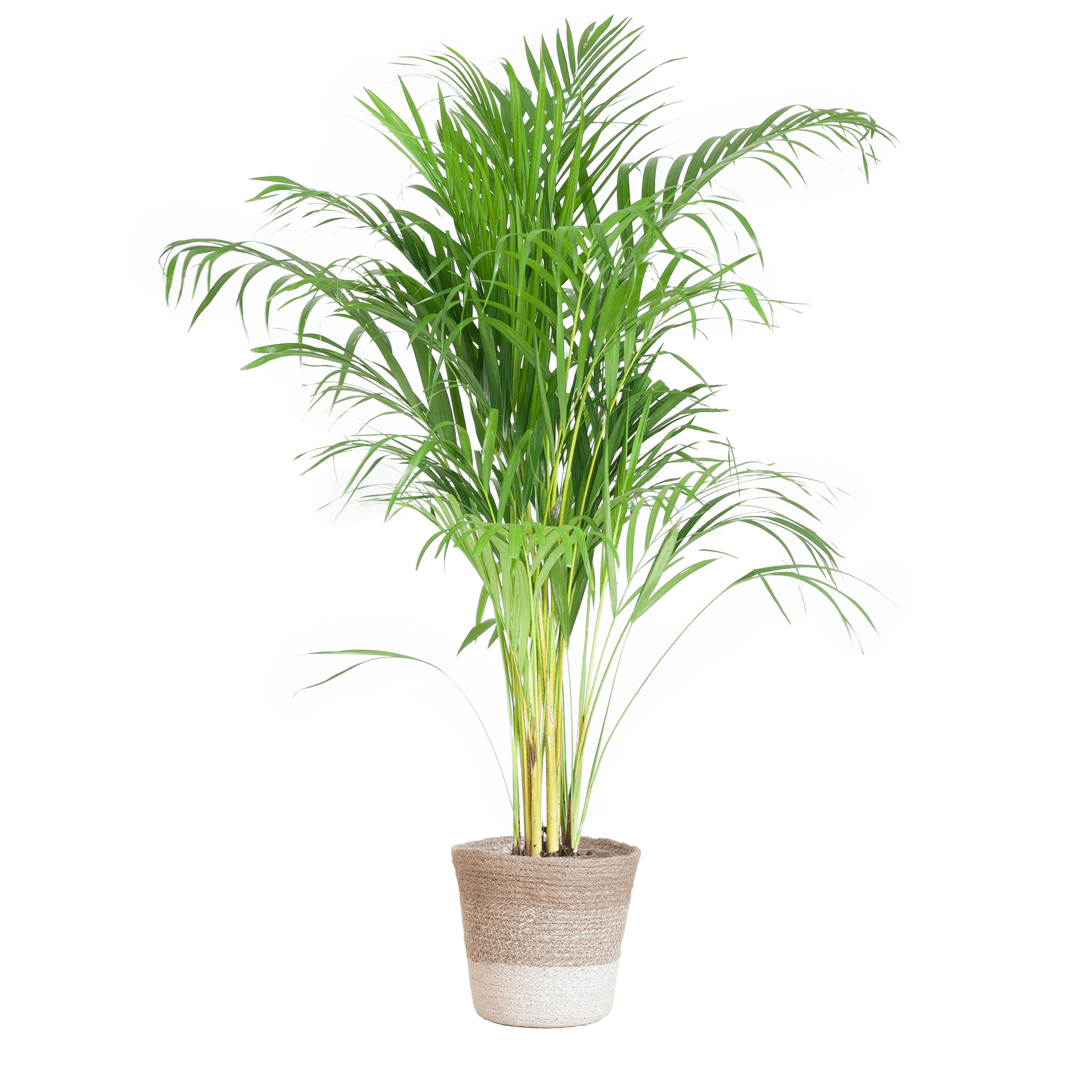 Areca Palm (Dypsis) met Sofia mand naturel - 100cm-Potten-Planten Magie