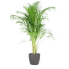 Areca Palm (Dypsis) met Sofia mand naturel - 100cm-Potten-Planten Magie