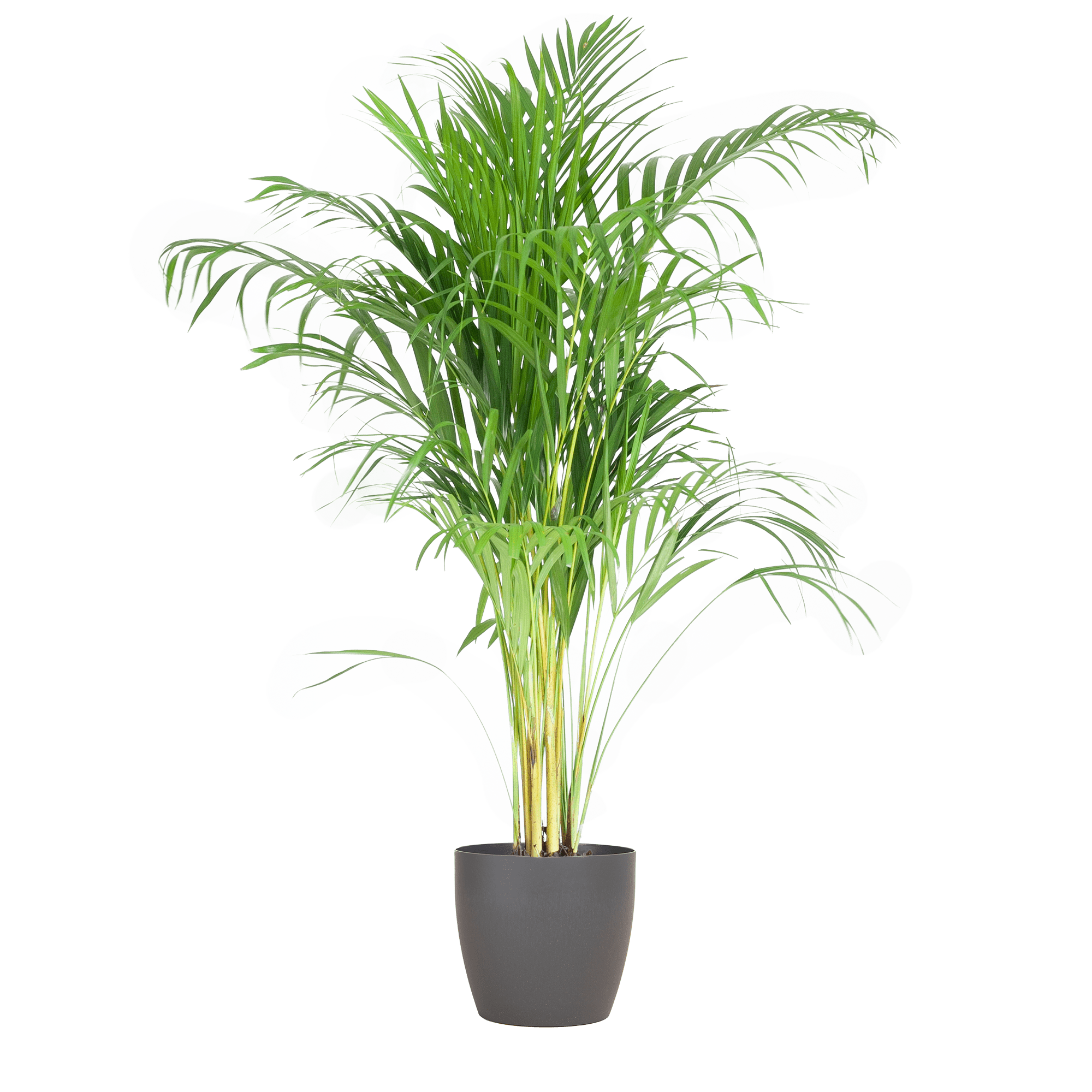 Areca Palm (Dypsis) met Sofia mand naturel - 100cm - Plant - plantenmagie