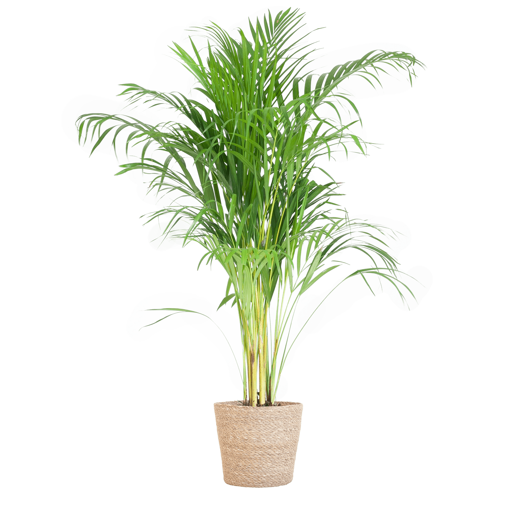 Areca Palm (Dypsis) met Sofia mand naturel - 100cm - Plant - plantenmagie