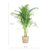 Areca Palm (Dypsis) met Sofia mand naturel - 100cm-Potten-Planten Magie