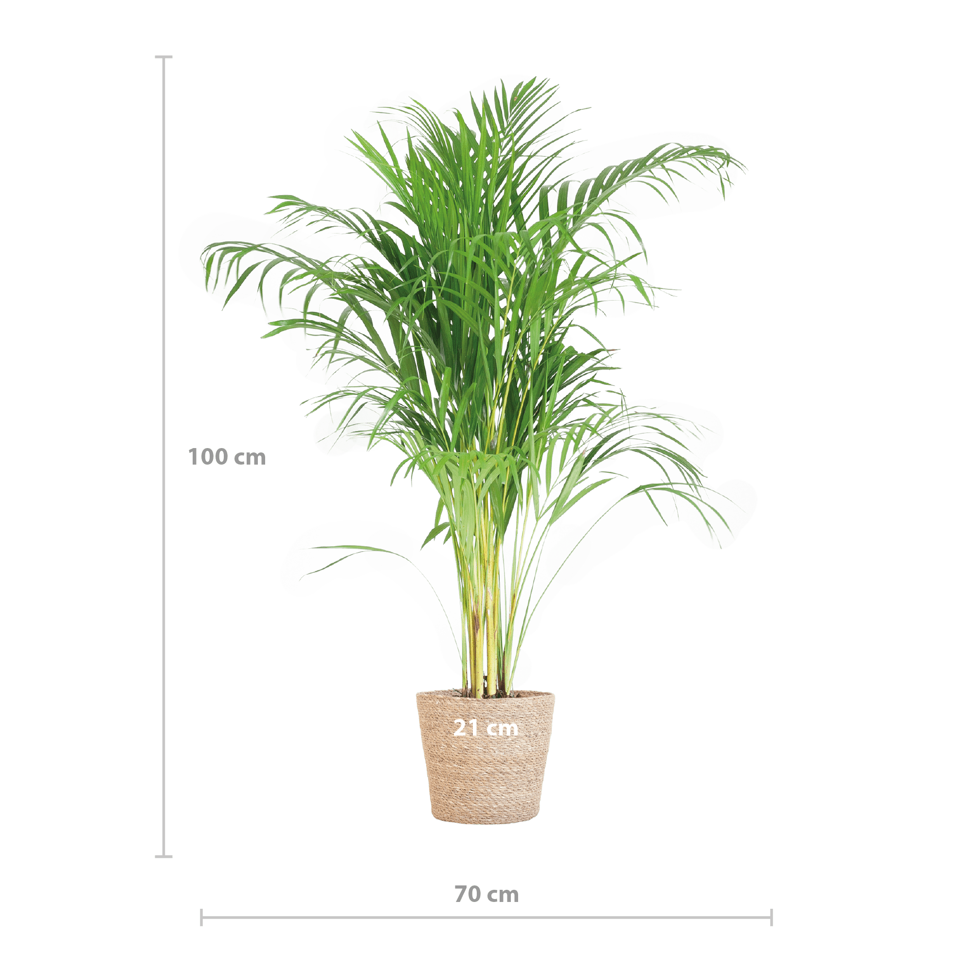 Areca Palm (Dypsis) met Sofia mand naturel - 100cm-Potten-Planten Magie