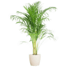 Areca Palm (Dypsis) met Sofia mand naturel - 100cm-Potten-Planten Magie