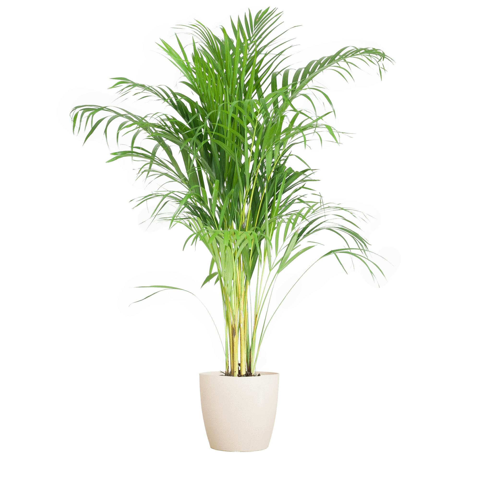 Areca Palm (Dypsis) met Sofia mand naturel - 100cm - Plant - plantenmagie
