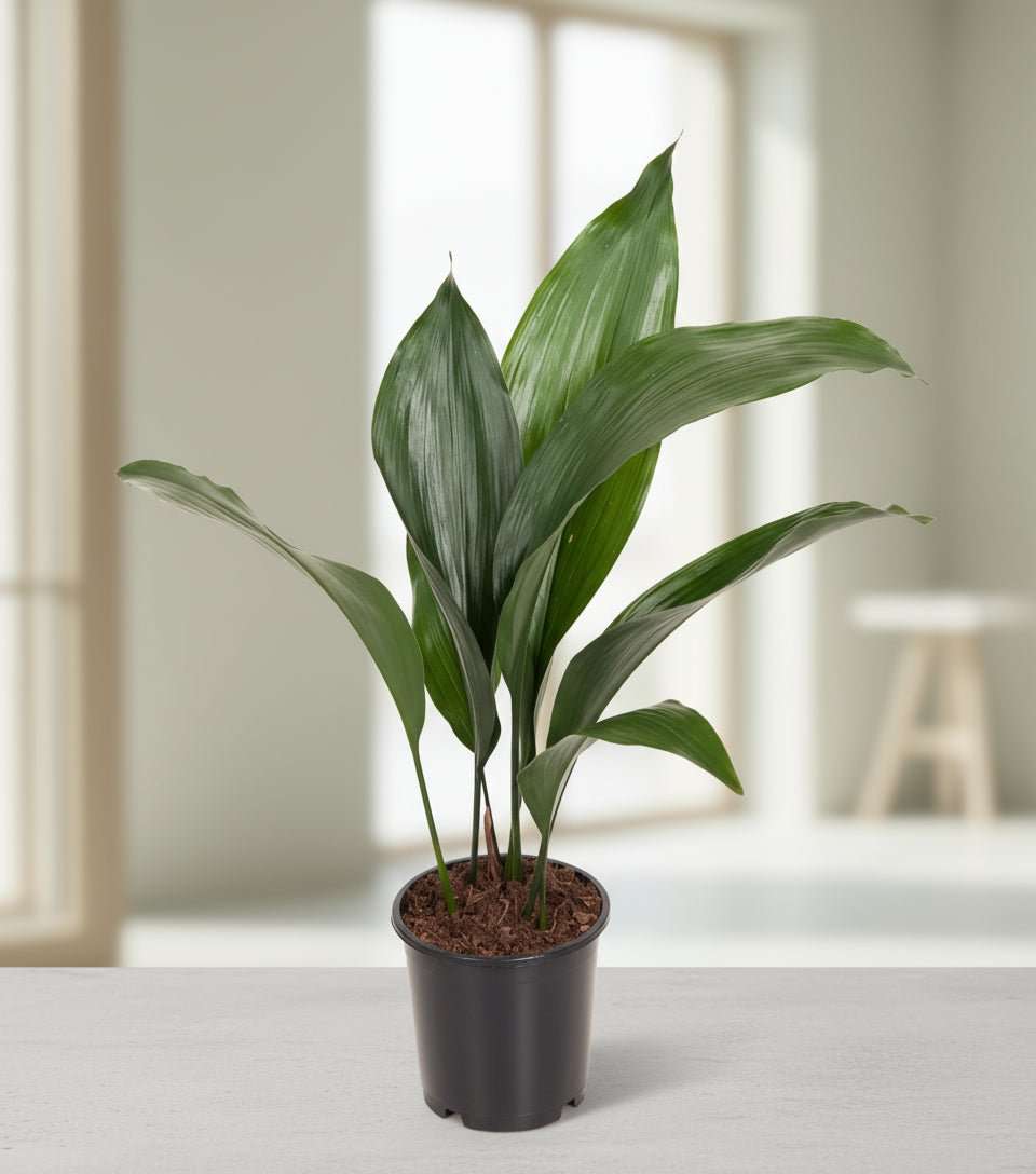 Aspidistra Elatior de Kwartjesplant-Planten-Planten Magie