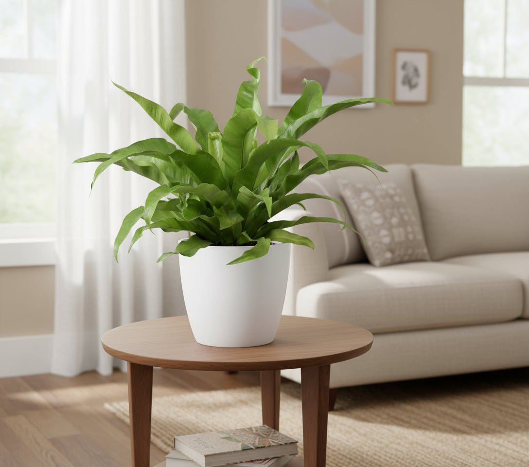 Asplenium Antiquum met pot – stijlvolle Japanse nestvaren met glanzend groen blad - Plant - plantenmagie