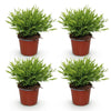 Bamusa Pogonatherum Monica - Bamboegras - 4 Planten-Plant-Planten Magie