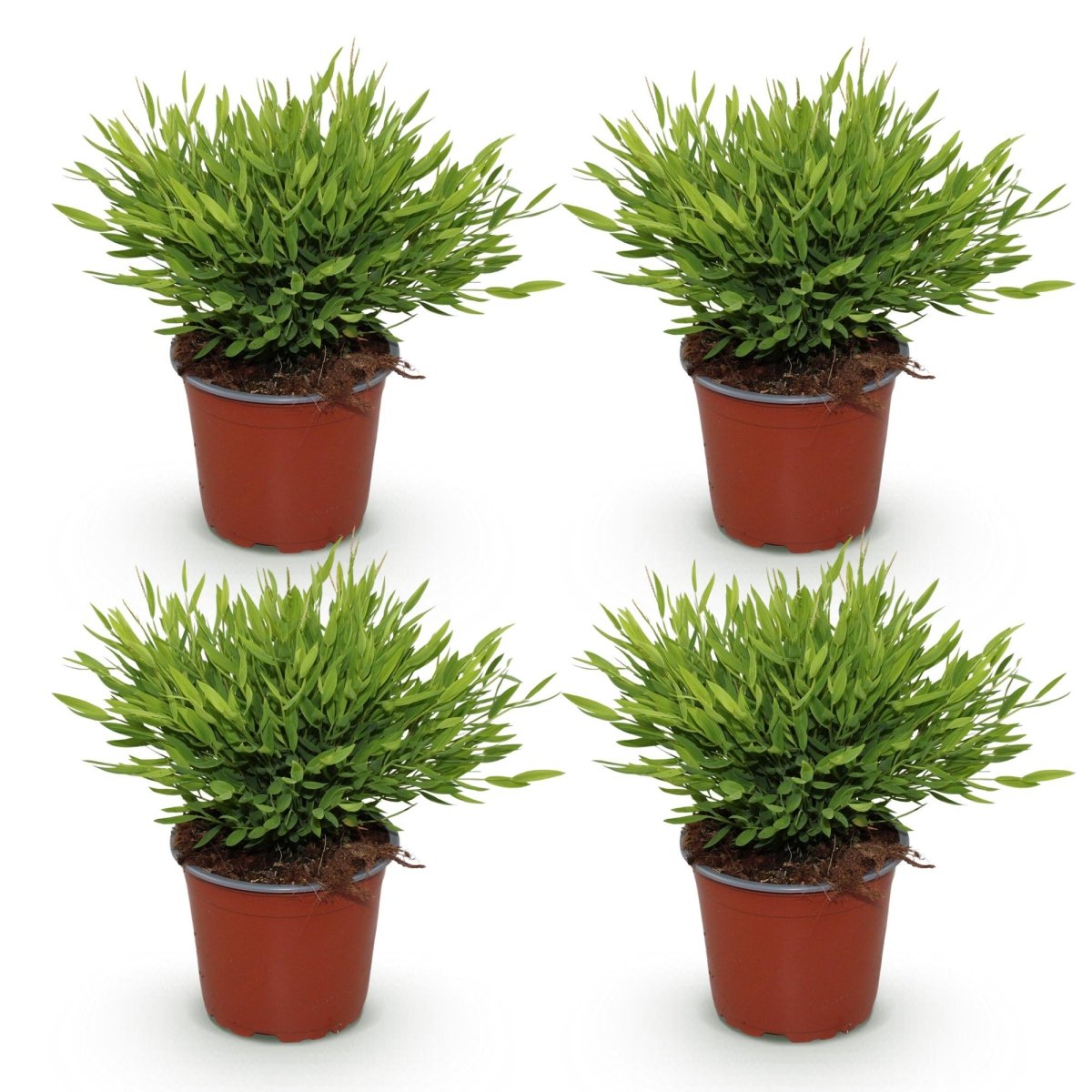 Bamusa Pogonatherum Monica - Bamboegras - 4 Planten-Plant-Planten Magie