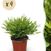 Bamusa Pogonatherum Monica - Bamboegras - 4 Planten-Plant-Planten Magie