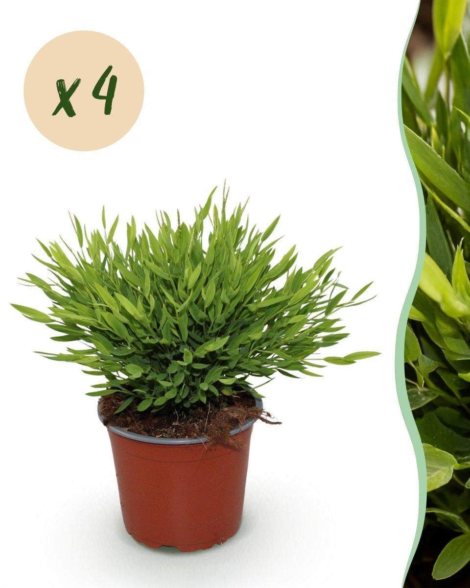 Bamusa Pogonatherum Monica - Bamboegras - 4 Planten-Plant-Planten Magie