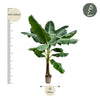 Bananenplant (Musa) - 180cm - Ø30-35-Plant-Planten Magie