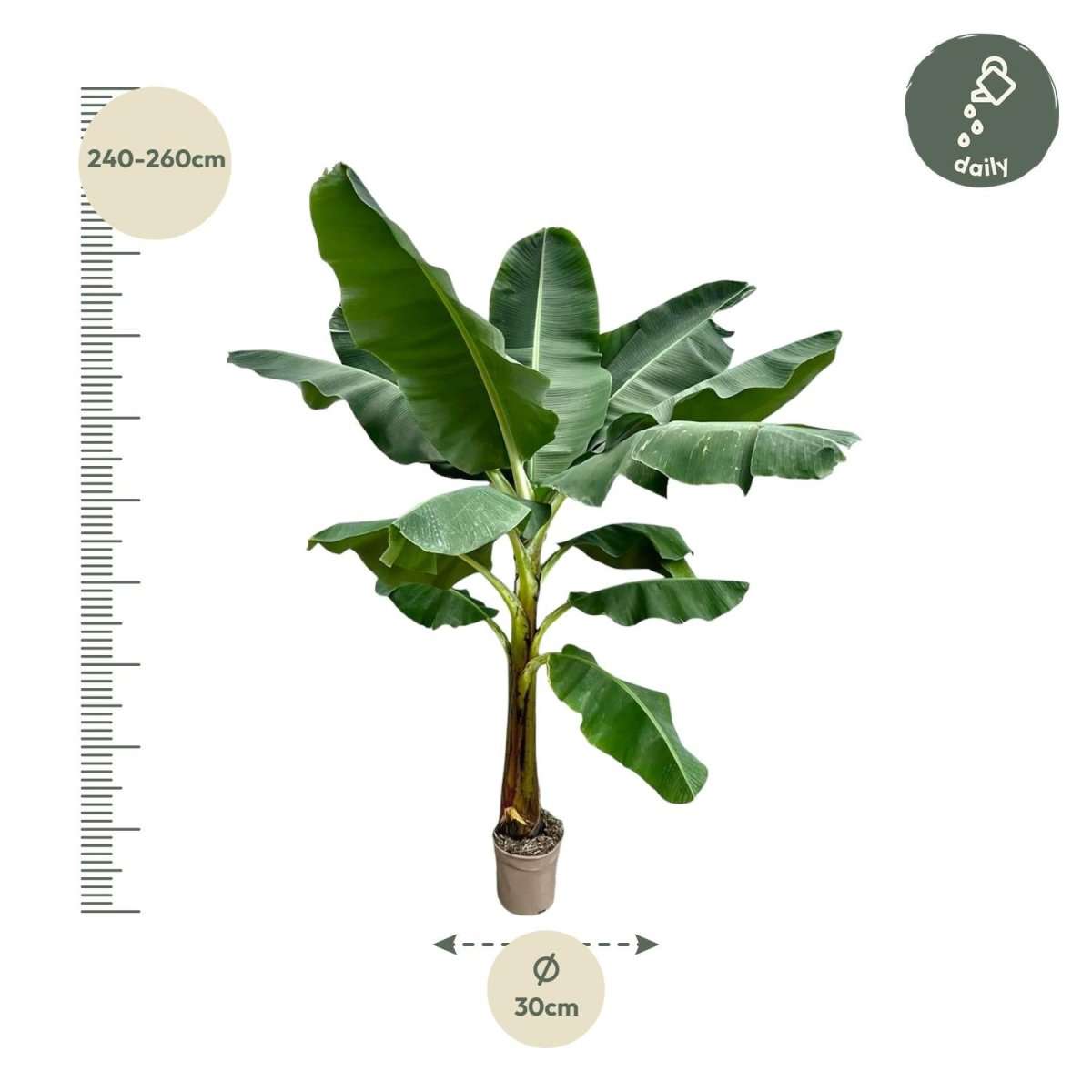 Bananenplant (Musa) - 180cm - Ø30-35-Plant-Planten Magie