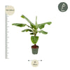Bananenplant (Musa) - 180cm - Ø30-35-Plant-Planten Magie