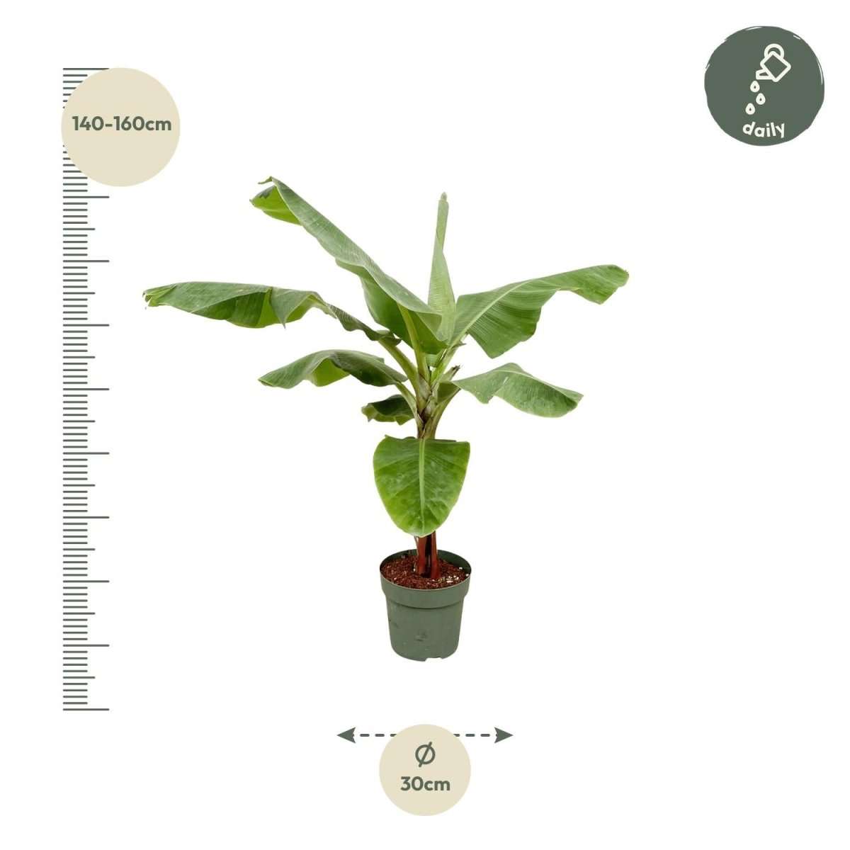 Bananenplant (Musa) - 180cm - Ø30-35-Plant-Planten Magie