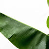 Bananenplant (Musa) - 180cm - Ø30-35-Plant-Planten Magie