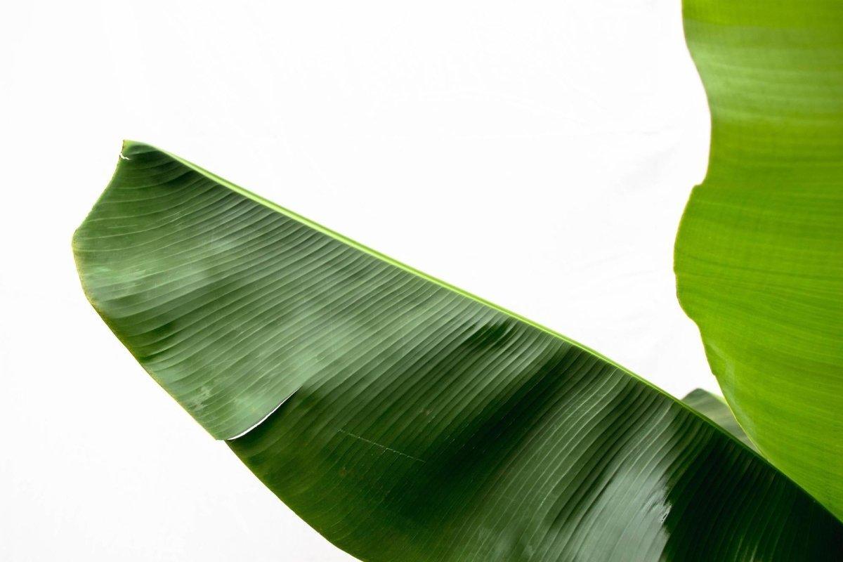Bananenplant (Musa) - 180cm - Ø30-35-Plant-Planten Magie