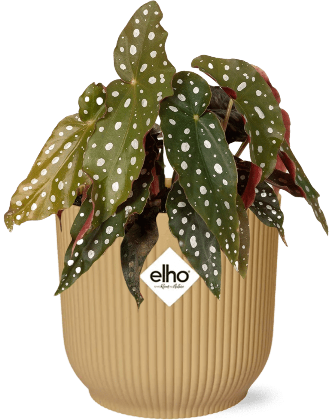 Begonia Maculata + ELHO Vibes Fold 14cm roze-Planten-Planten Magie