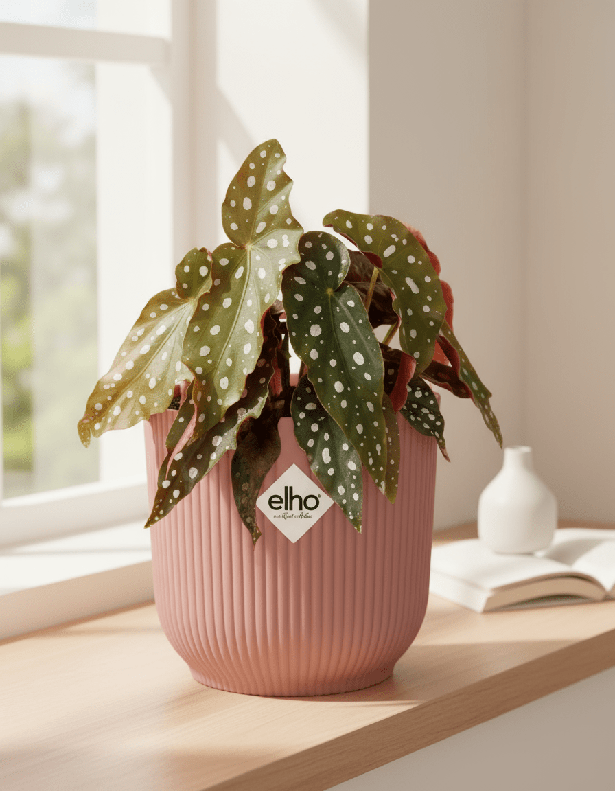 Begonia Maculata + ELHO Vibes Fold 14cm roze-Planten-Planten Magie