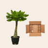 Birghamia Insignis - 25 cm - Ø12cm-Plant-Planten Magie