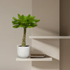 Birghamia Insignis - 25 cm - Ø12cm-Plant-Planten Magie