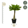 Birghamia Insignis - 25 cm - Ø12cm-Plant-Planten Magie