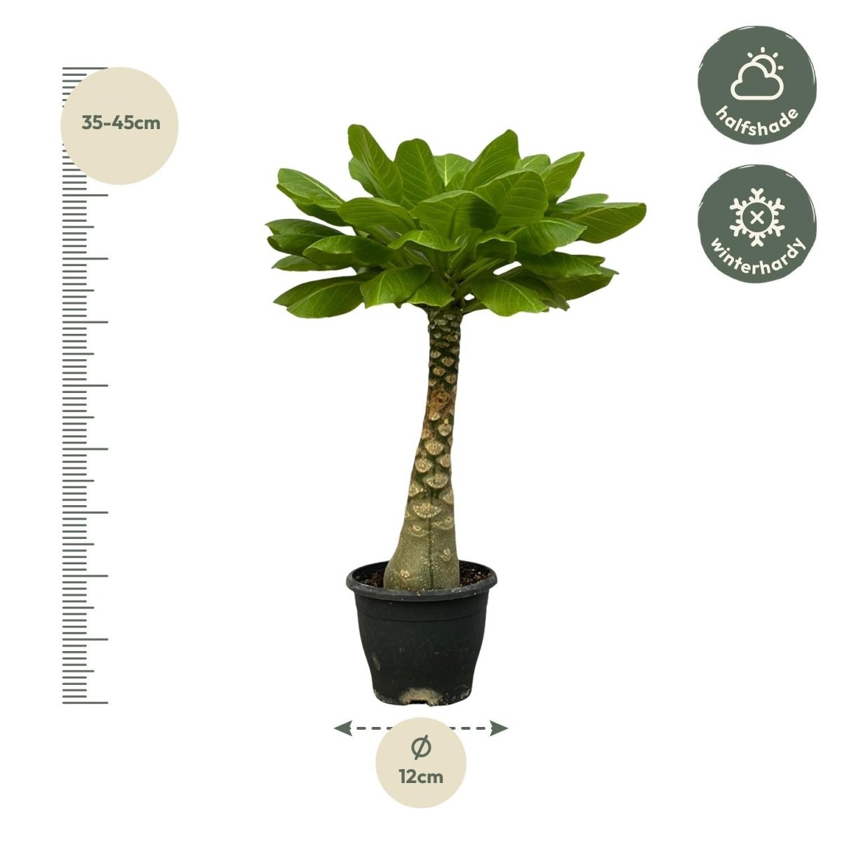 Birghamia Insignis - 25 cm - Ø12cm-Plant-Planten Magie