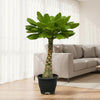 Birghamia Insignis - 25 cm - Ø12cm-Plant-Planten Magie