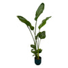 Strelitzia Nicolai inclusief elho Vibes Fold Round roze - 160cm - Ø30