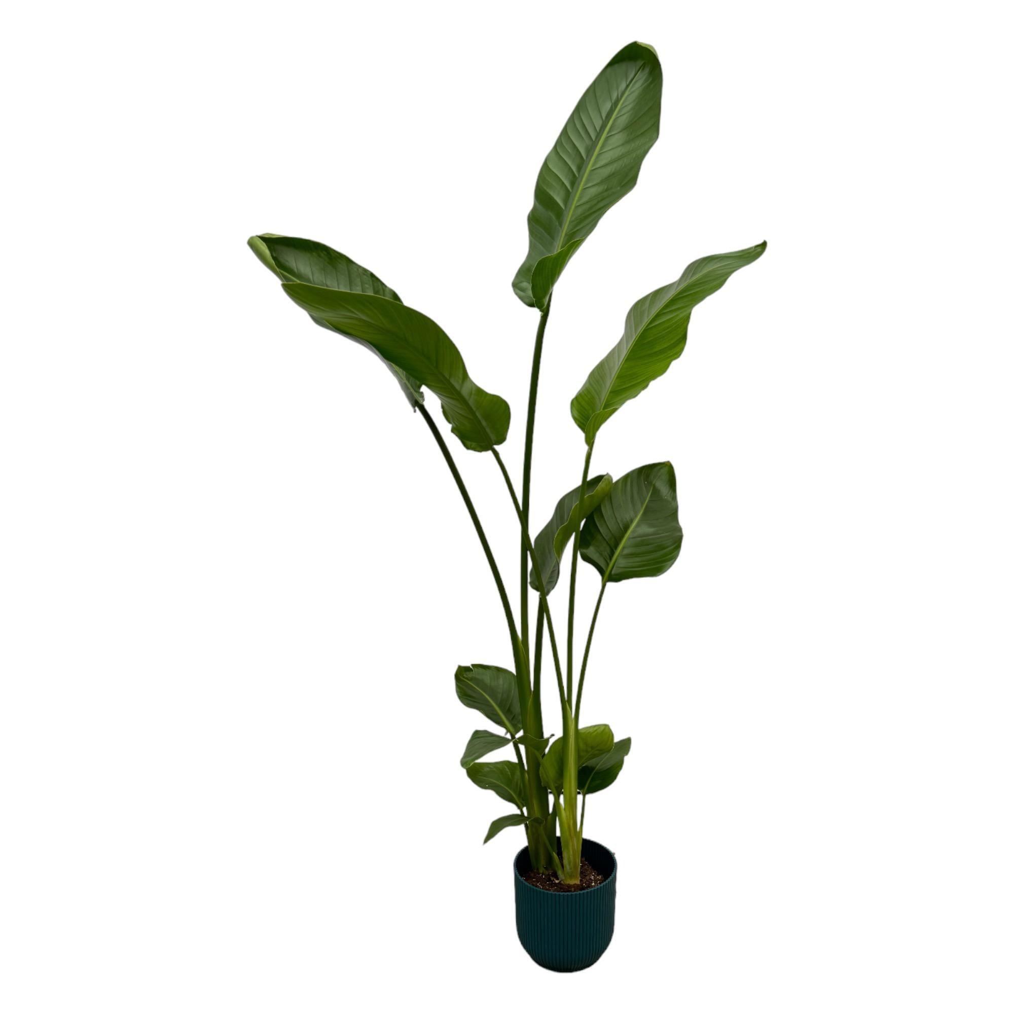 Strelitzia Nicolai inclusief elho Vibes Fold Round roze - 160cm - Ø30