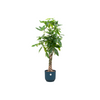 Pachira Aquatica inclusief elho Vibes Fold Round roze - 160cm - Ø30