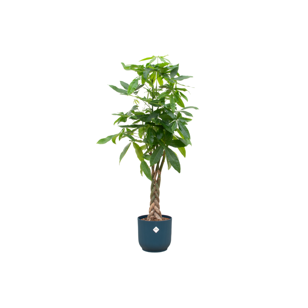Pachira Aquatica inclusief elho Vibes Fold Round roze - 160cm - Ø30