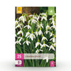 Bloembollen - Galanthus Elwesii - Kleur Wit - 25 stuks-Planten-Planten Magie