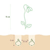 Bloembollen - Galanthus Elwesii - Kleur Wit - 25 stuks-Planten-Planten Magie