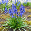 Bloembollen - Hyacinthoides - Kleur Blauw - 20 stuks-Planten-Planten Magie