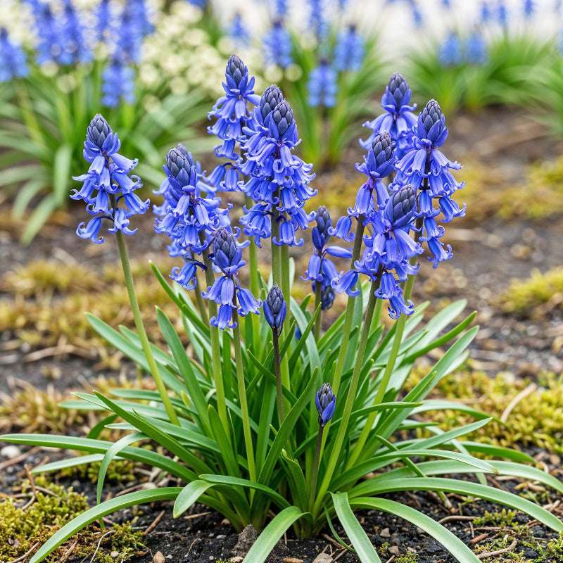 Bloembollen - Hyacinthoides - Kleur Blauw - 20 stuks-Planten-Planten Magie