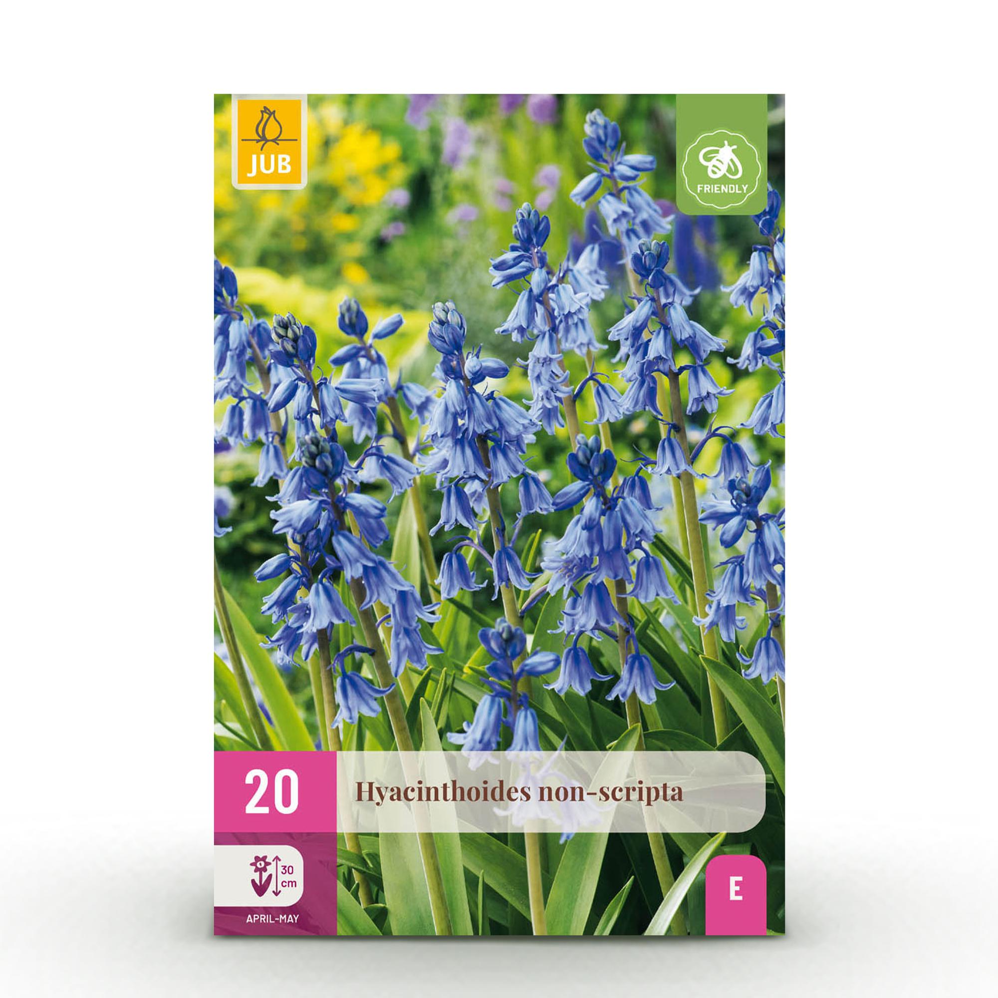 Bloembollen - Hyacinthoides - Kleur Blauw - 20 stuks-Planten-Planten Magie