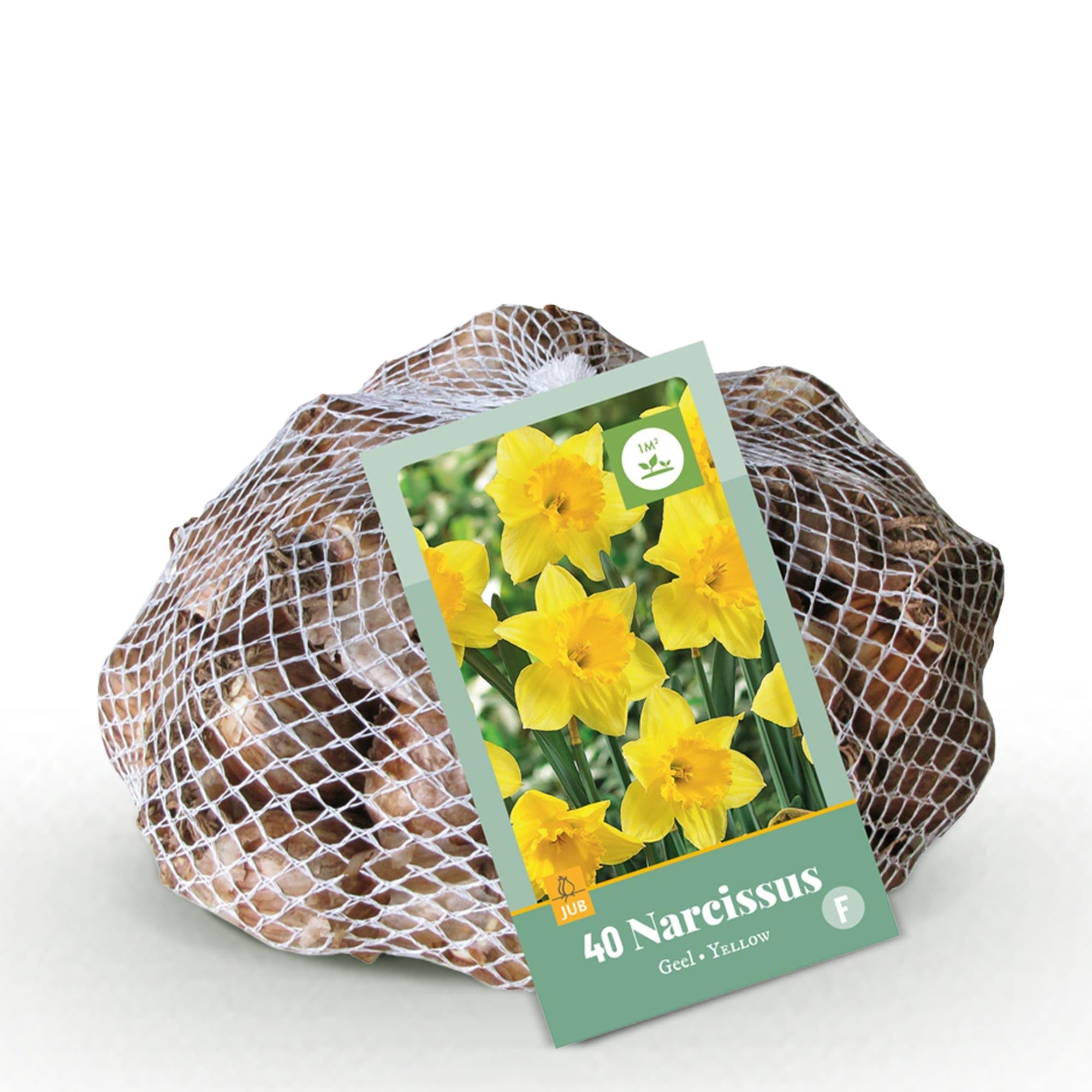 Bloembollen - Narcis Yellow - Kleur Geel - 40 stuks - Bolmaat 10/12-Planten-Planten Magie