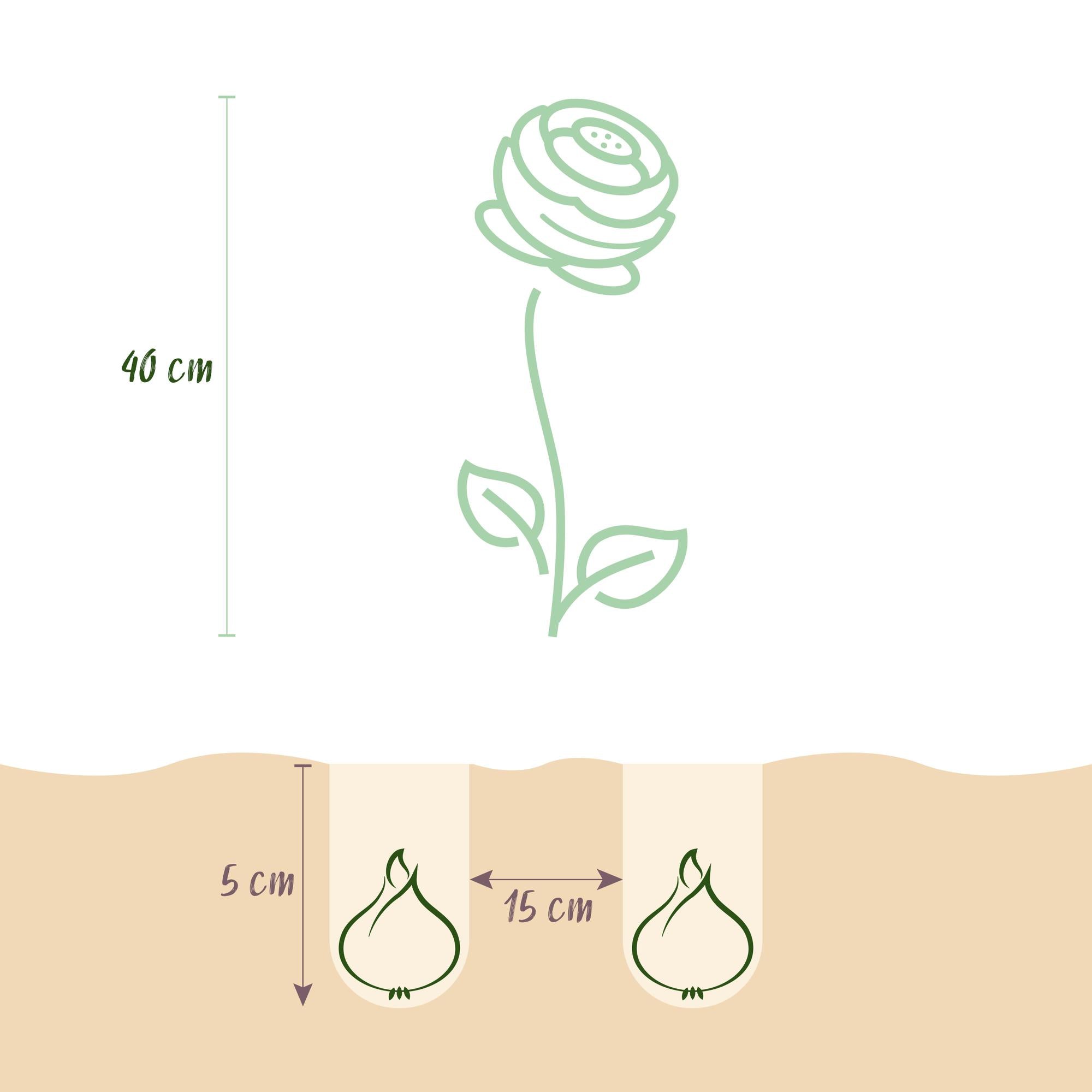 Bloembollen - Ranunculus Mix - Diversen Kleuren - 40 stuks-Planten-Planten Magie