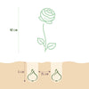 Bloembollen - Ranunculus Pastel Mix - Diversen Kleuren - 40 stuks-Planten-Planten Magie