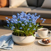 Bloembollen - Scilla Siberica - Kleur Paars - 50 stuks-Planten-Planten Magie