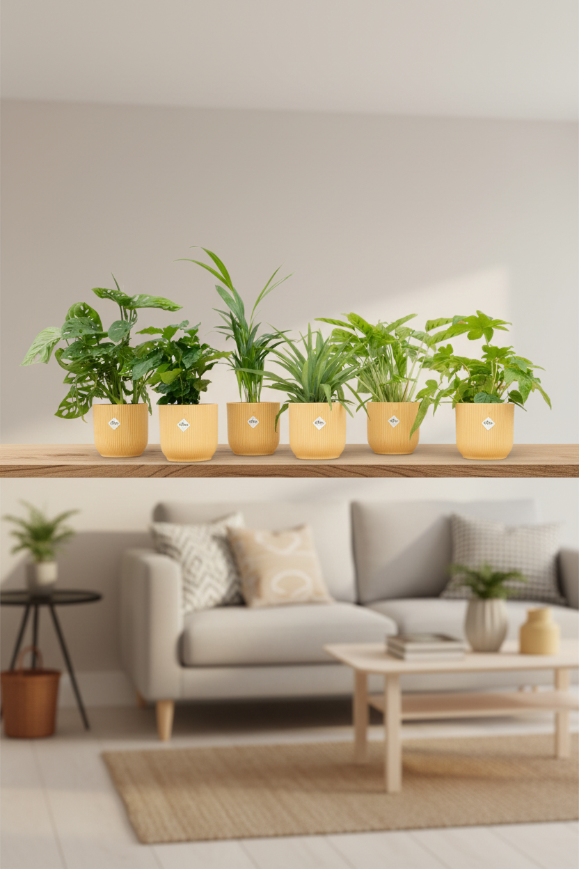 Verrassingsbox - 6 planten inclusief elho Vibes Fold Round Ø14 wit-Plant-Planten Magie