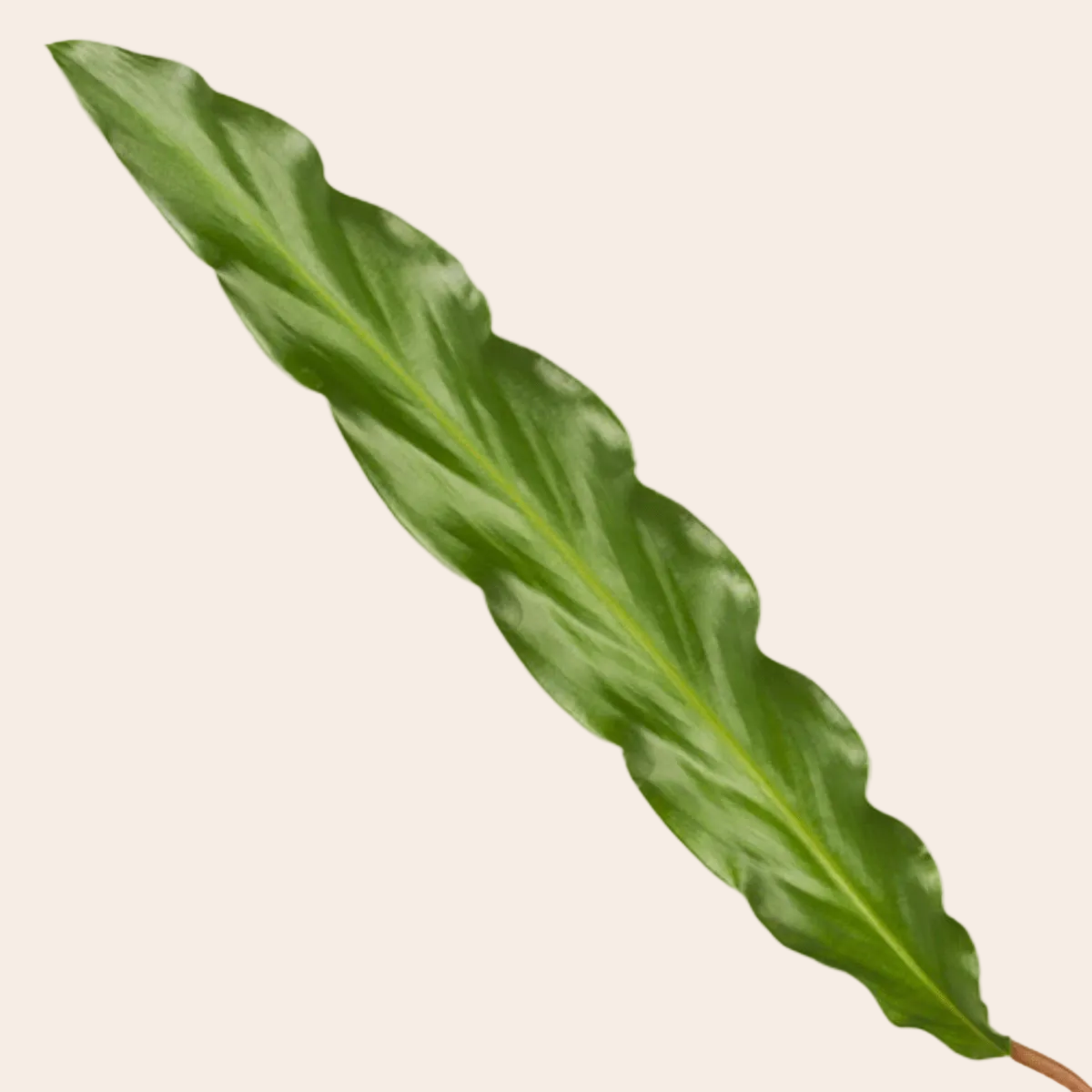 Calathea Elgergrass - 70cm - Ø17cm-Plant-Planten Magie